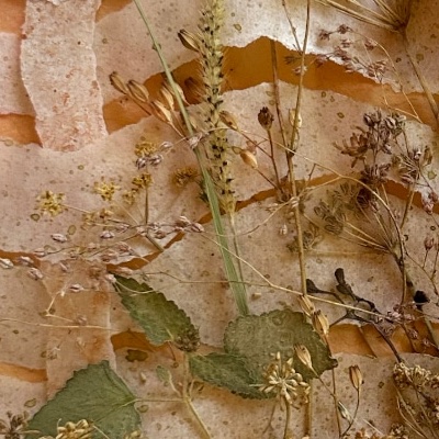 torn paper and assembled dried plants